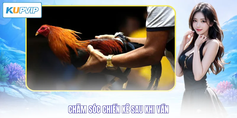 Chăm sóc chiến kê sau khi vần