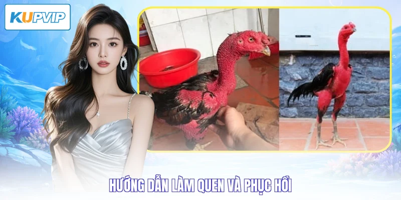 Hướng dẫn làm quen và phục hồi